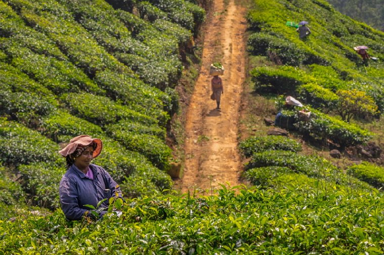 090 Munnar.jpg